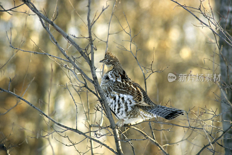 Ruffed Grouse (umbellus博爱)